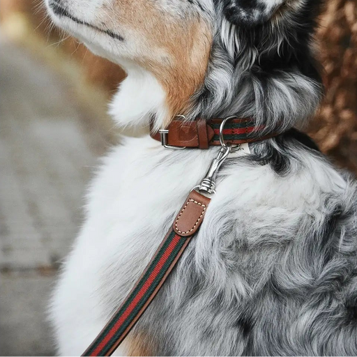 Dog wearing a collar with a blurred natural background