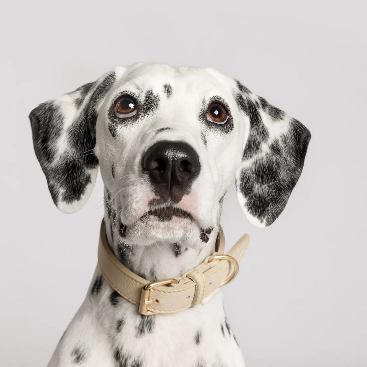 Buddys Dogwear Sir Chuck Dog Collars | Timeless Luxury | WOOOF.co.uk ...