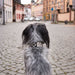Dog on a cobblestone street with colorful buildings in the background