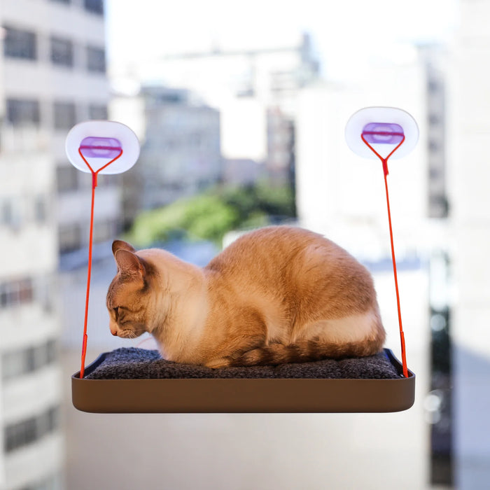 Cat sitting on a bed attached to window