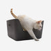Cat climbing into a black cat box on a white background