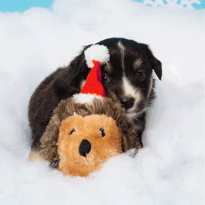 Christmas Toys For Family Gathering Fun