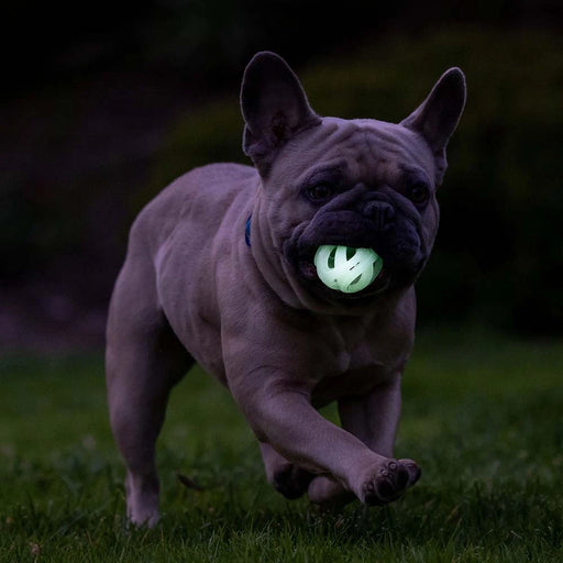 A French bulldog running on grass at night, holding a glowing green ball in its mouth.