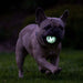 A French bulldog running on grass at night, holding a glowing green ball in its mouth.