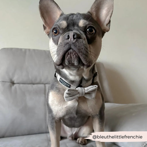french bulldog in a Tweed Dog Collar and bow tie
