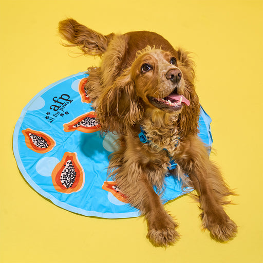 Dog lying on a blue mat with papaya slices on a yellow background