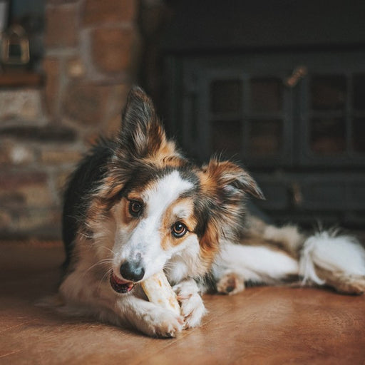 dog with chew