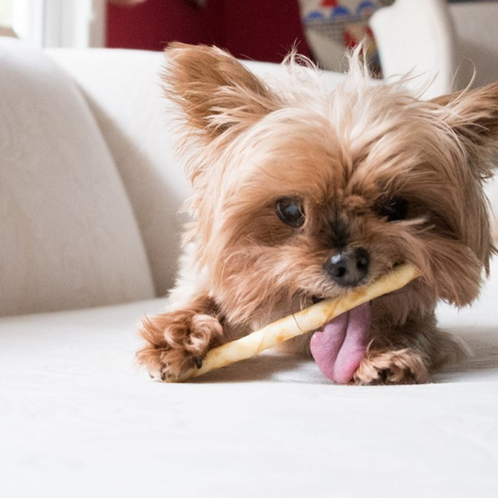 dog licking stix