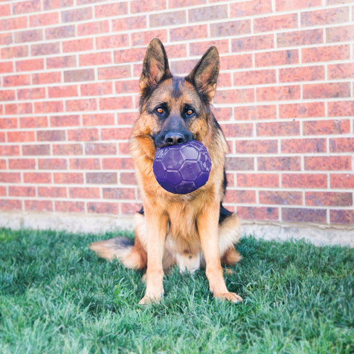 German Shepherd dog with a purple ball in its mouth sitting on grass in front of a brick wall.