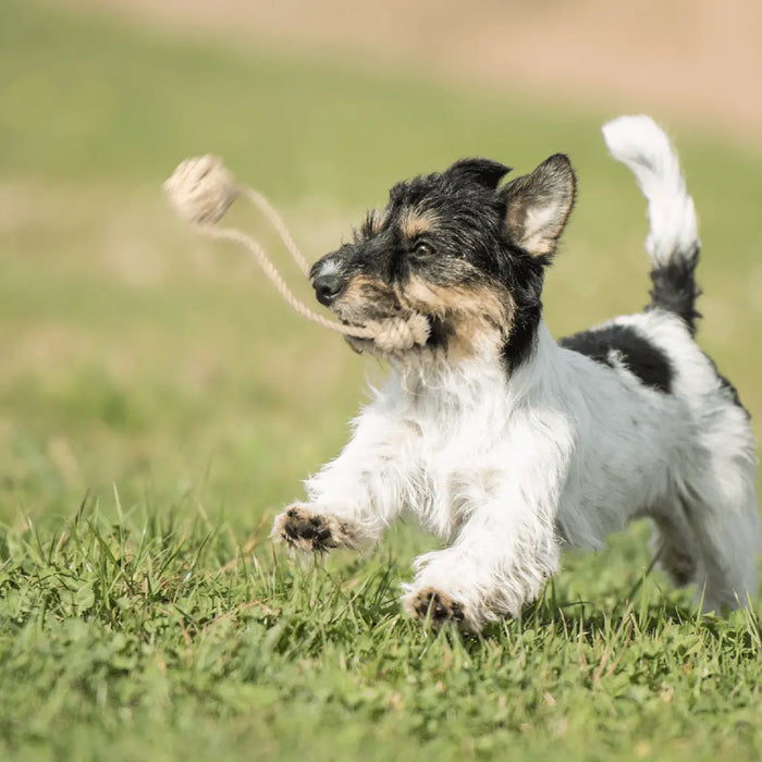 Goodchap's Pup's First Fetch and Tug natural cotton rope toys