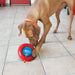 A brown dog wearing an orange collar investigates a red and blue plastic toy on a light gray tiled floor.