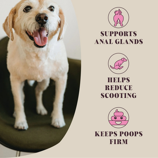Dog standing on a carpet with text about the benefits of daily use on a beige background