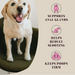 Dog standing on a carpet with text about the benefits of daily use on a beige background