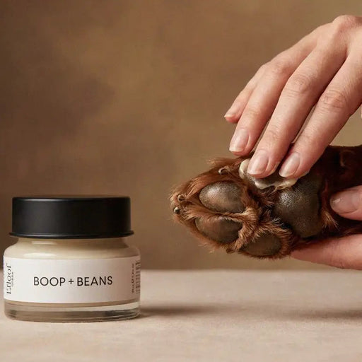 Person petting a dog's paw with a jar of 'Boop + Beans' product on a wooden surface.