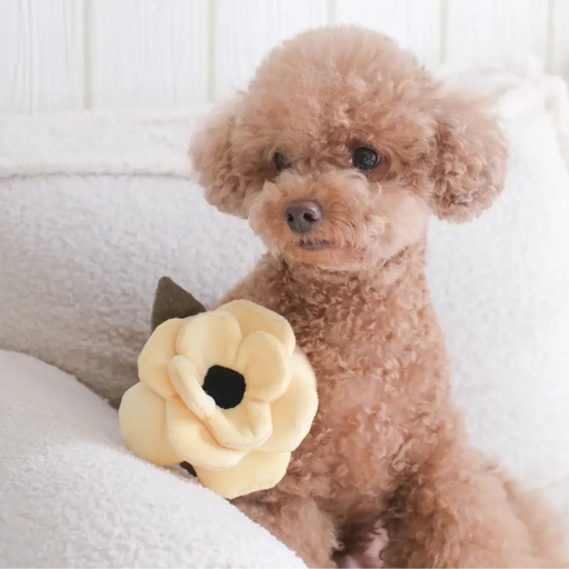 Poodle with poppy toy