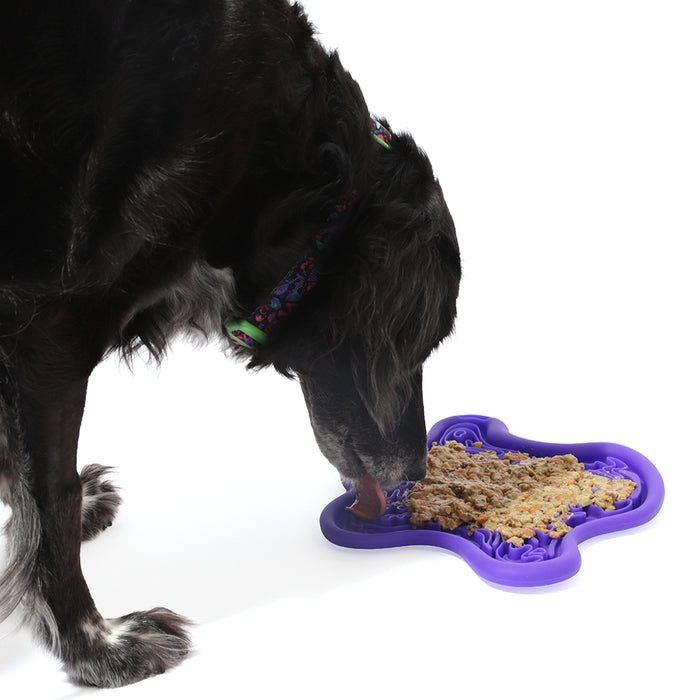 Dog eating from a purple pet food dish on a white background