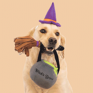 Wander Into Our Halloween Dog Toy Edit