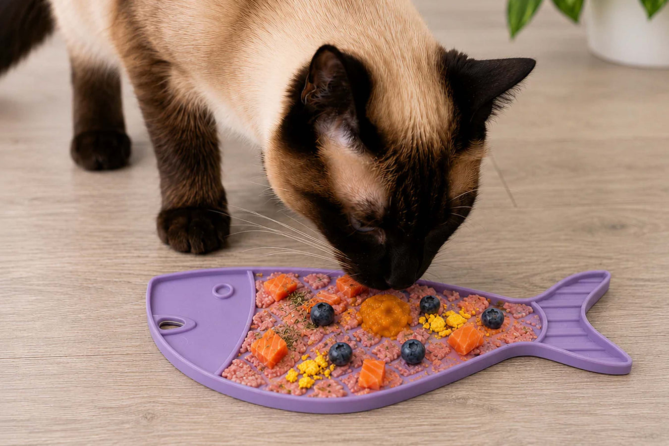 A Siamese cat eating from a purple fish-shaped pet plate filled with wet food and small orange and yellow treats, on a light wood floor.