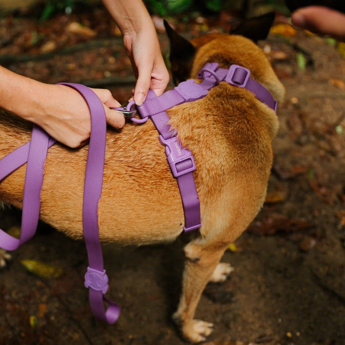 Zee.Dog Ultra Violet H Dog Harness