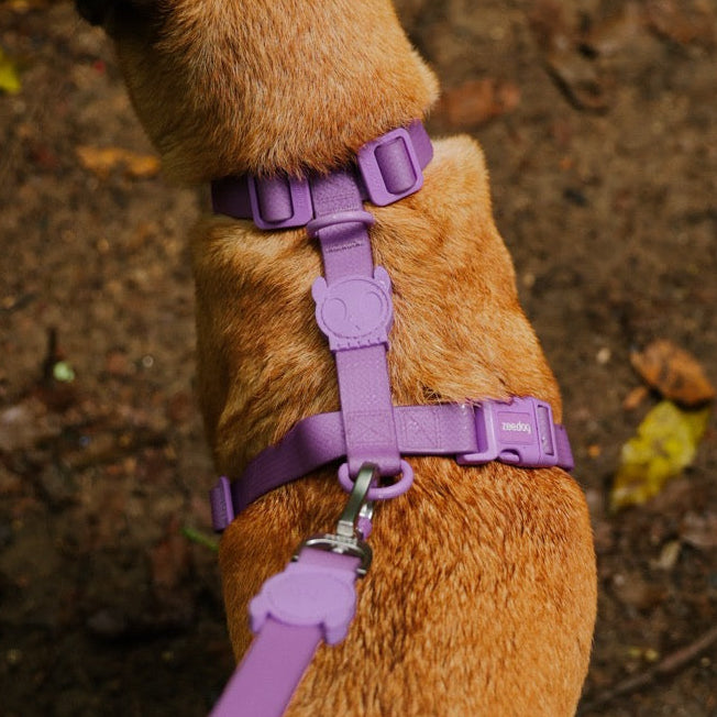 Zee.Dog Ultra Violet H Dog Harness