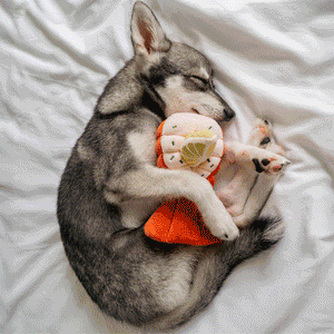 Our Newest Soft Cute Toys Have Landed