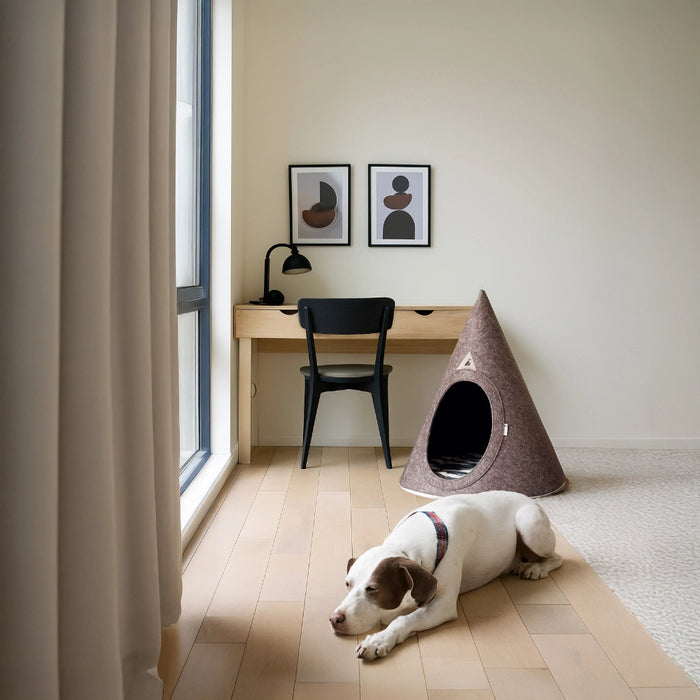 Dog lying on a wooden floor next to a cone-shaped pet bed in a room with a desk and framed pictures.