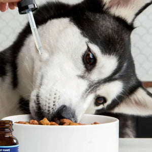 Discover Omega 3 Dog Supplement