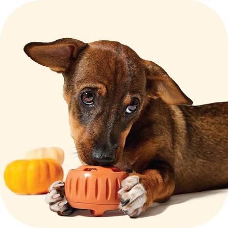 A brown puppy lying down and biting an orange plastic toy, with a small yellow pumpkin toy blurred in the background against a warm cream backdrop.