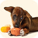 A brown puppy lying down and biting an orange plastic toy, with a small yellow pumpkin toy blurred in the background against a warm cream backdrop.