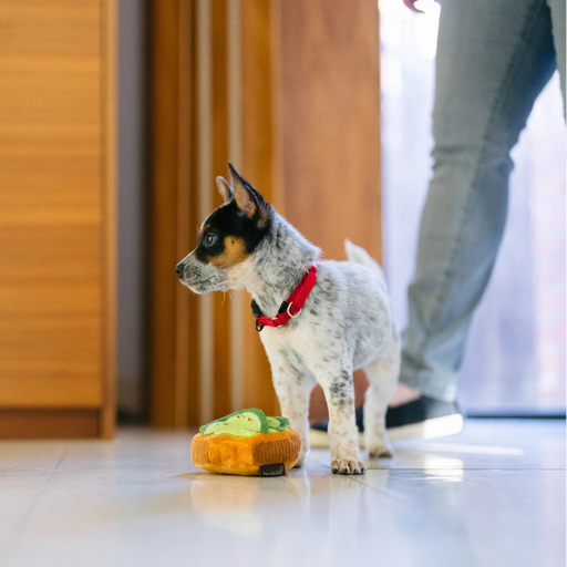 Small dog with a toy on a wooden floor