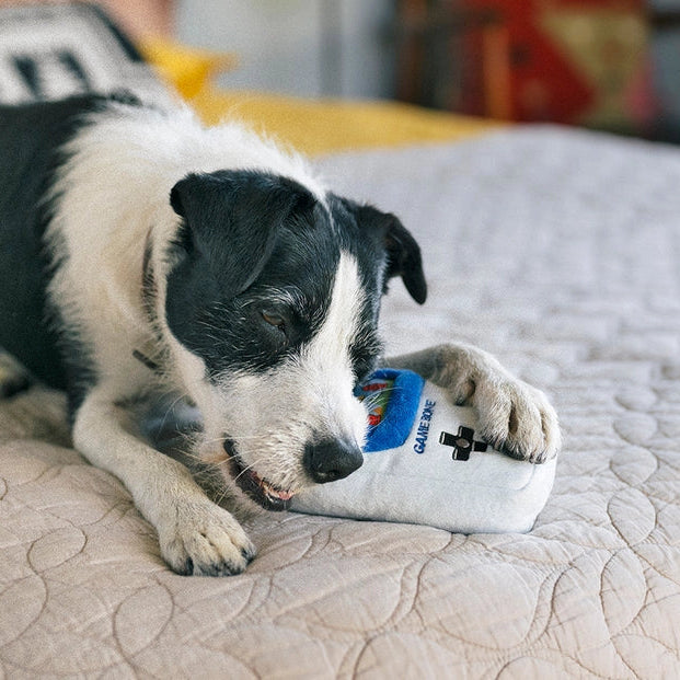 Dog playing with a toy on a bed
