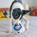 A black and white dog is lying on a bed, playing with a white and blue handheld video game toy.