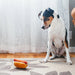 Dog sitting on a rug next to a hot dog toy indoors.