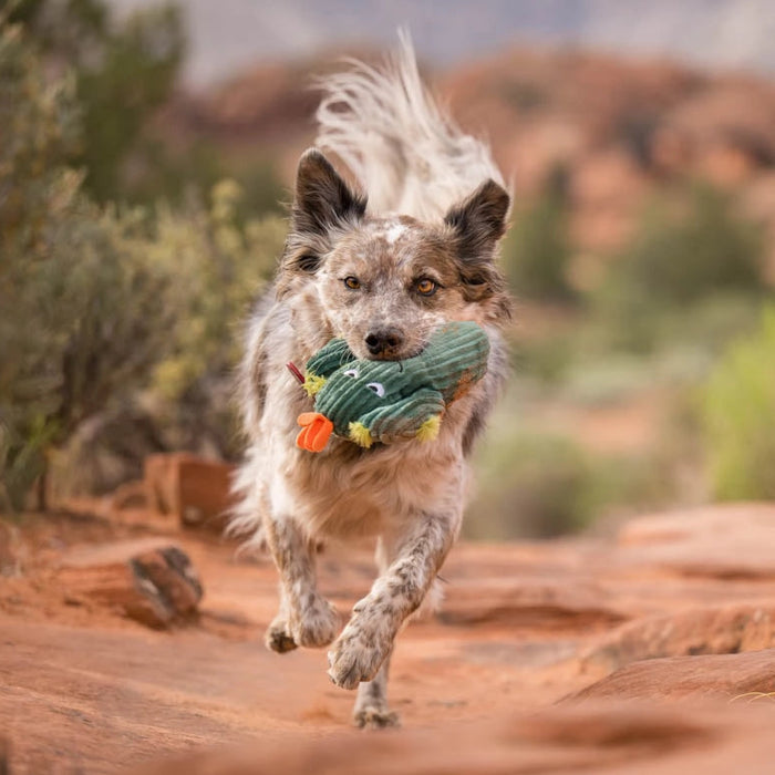 Dog running on a trail with a toy in its mouth, surrounded by natural landscape.