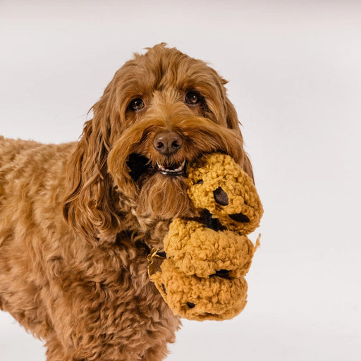Brown dog holding a yellow plush toy on a white background