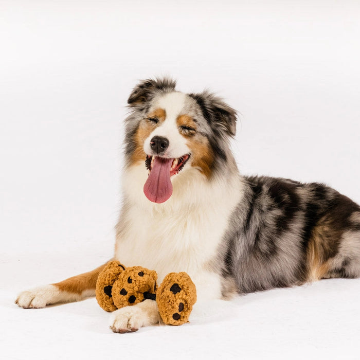 Dog with a toy on a white background