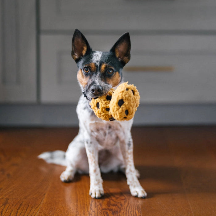 dog with toy in mouth