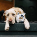 Dog holding a cow-shaped toy on a step