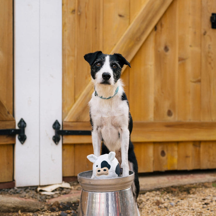 A black and white dog stands on a metal bucket in front of a large wooden barn door, with a small white pig toy tucked into the bucket.