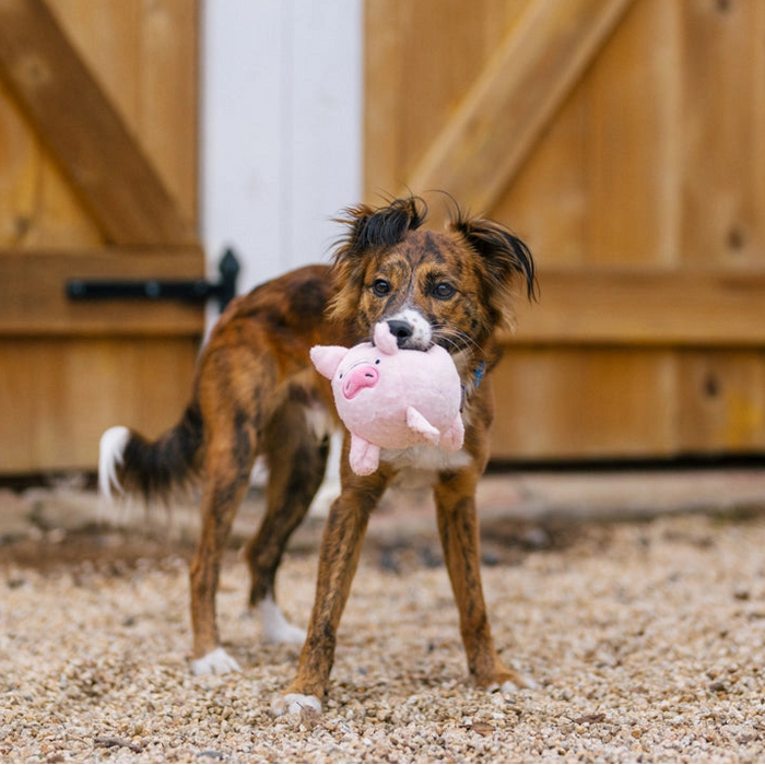 Dog holding a pink toy in front of wooden doors