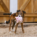 Dog holding a pink toy in front of wooden doors