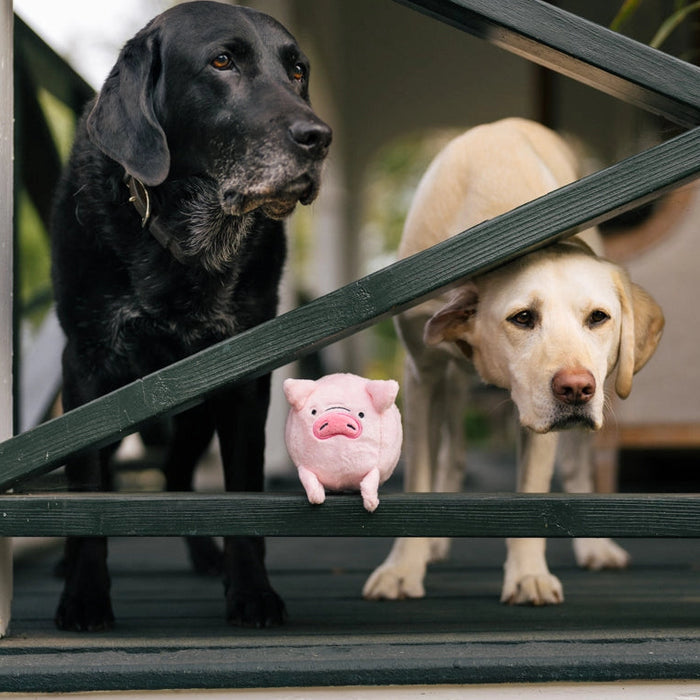 two labradors behind a gate with a pink pig toy