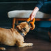 Dog playing with a toy held by a person on a wooden floor.