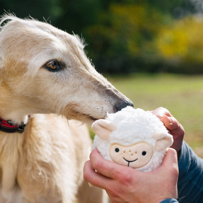 A light cream-colored dog wearing a red collar is shown outdoors while a person holds a white plush sheep toy with a smiling face.