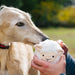 A light cream-colored dog wearing a red collar is shown outdoors while a person holds a white plush sheep toy with a smiling face.