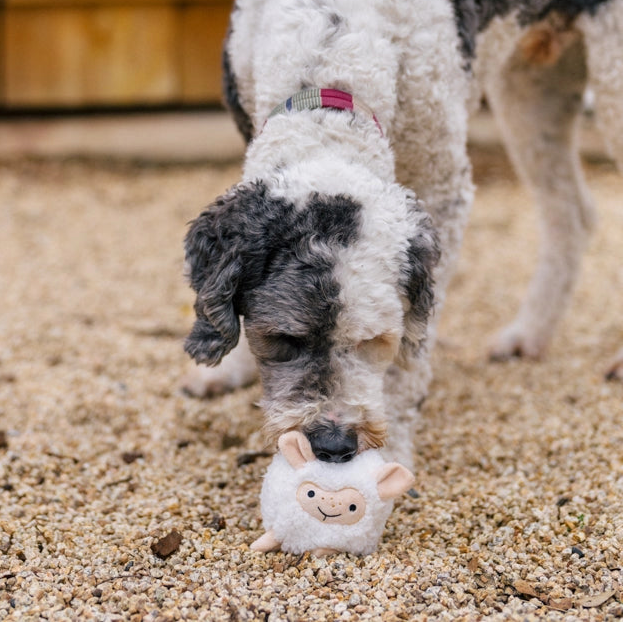 grey and white dog with a sheep toy on stone flooring