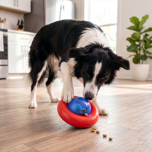 A black and white dog is playing with a red and blue KONG dog toy on a light wood floor in a bright kitchen setting.