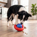 A black and white dog is playing with a red and blue KONG dog toy on a light wood floor in a bright kitchen setting.