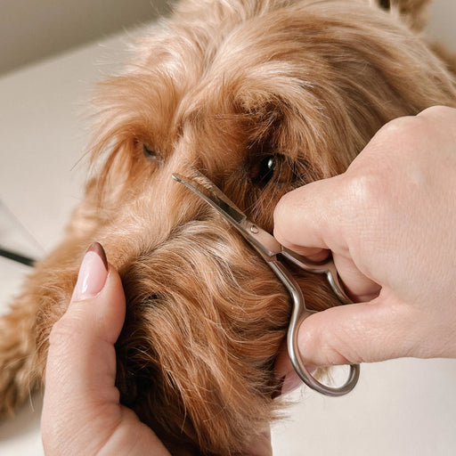 Person trimming a dog's fur with scissors on a neutral background