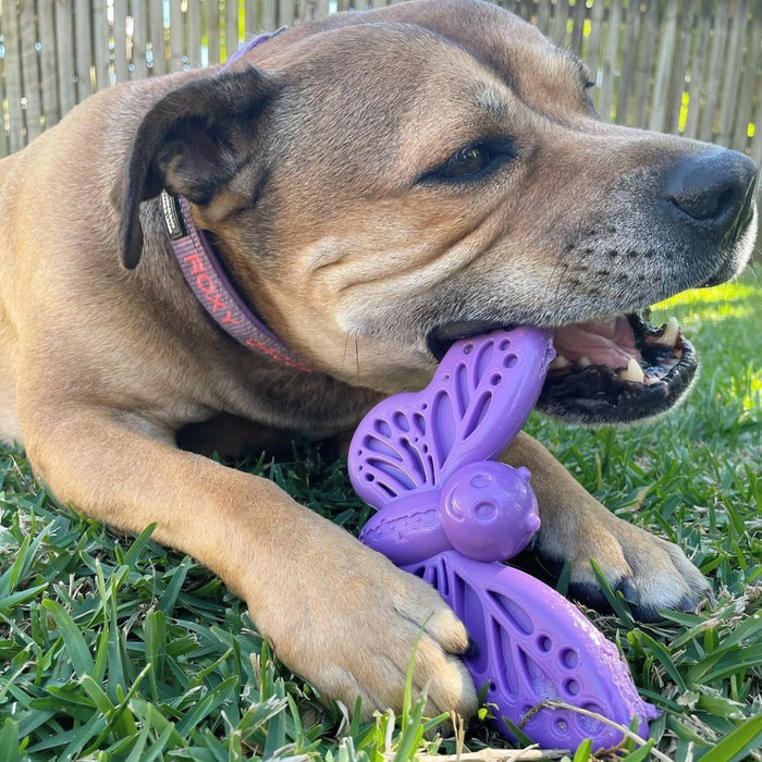 Purple Butterfly Nylon Chew & Enrichment Dog Toy